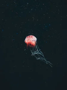 Immortal Sea Creatures